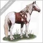American Mustang stock image