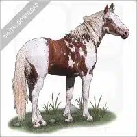 American Mustang stock image