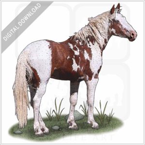American Mustang stock image