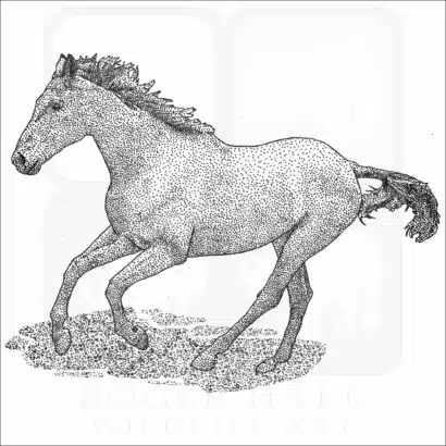 American Quarter Horse