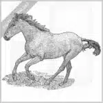 American Quarter Horse