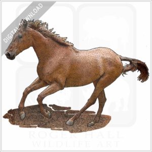 American Quarter Horse stock image