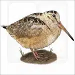 American Woodcock illustration