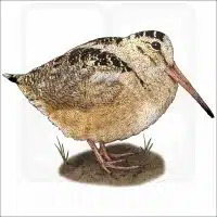 American Woodcock illustration