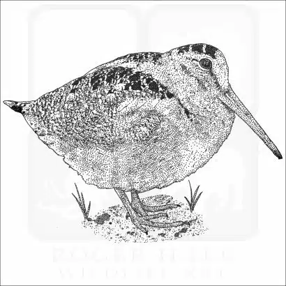 American Woodcock
