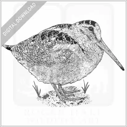 American Woodcock