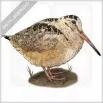 American Woodcock stock image