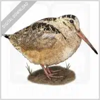 American Woodcock stock image