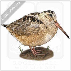 American Woodcock stock image