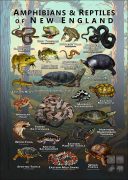 Amphibians & Reptiles of New England Infographic