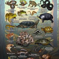 Amphibians & Reptiles of New England Infographic