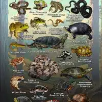 Amphibians & Reptiles of New England Infographic