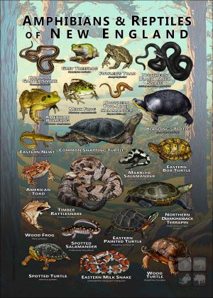 Amphibians & Reptiles of New England Infographic