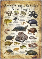 Amphibians & Reptiles of New England Infographic