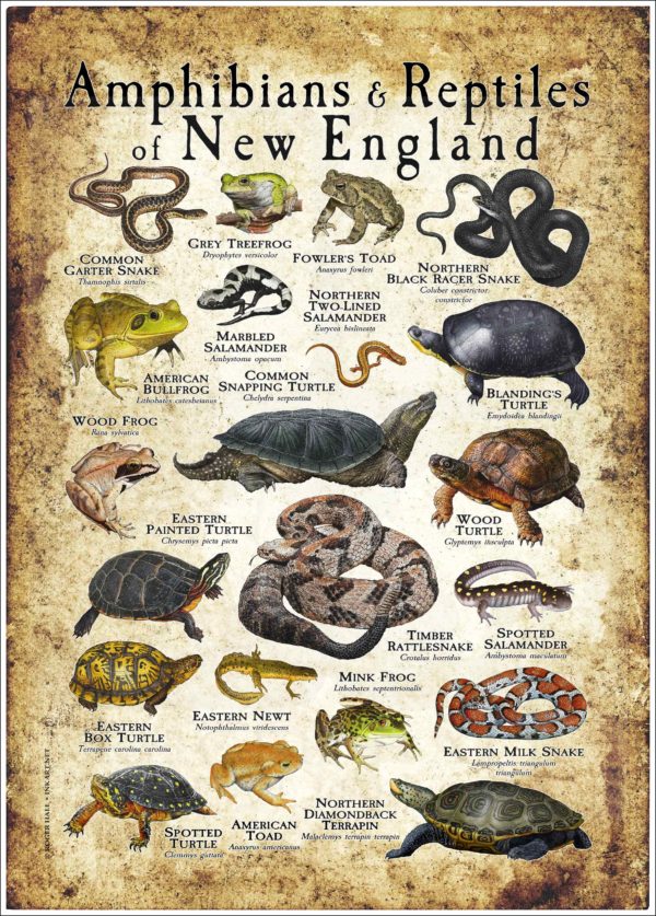 Amphibians & Reptiles of New England Infographic