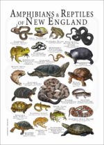 Amphibians & Reptiles of New England