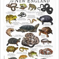 Amphibians & Reptiles of New England