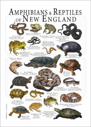 Amphibians & Reptiles of New England