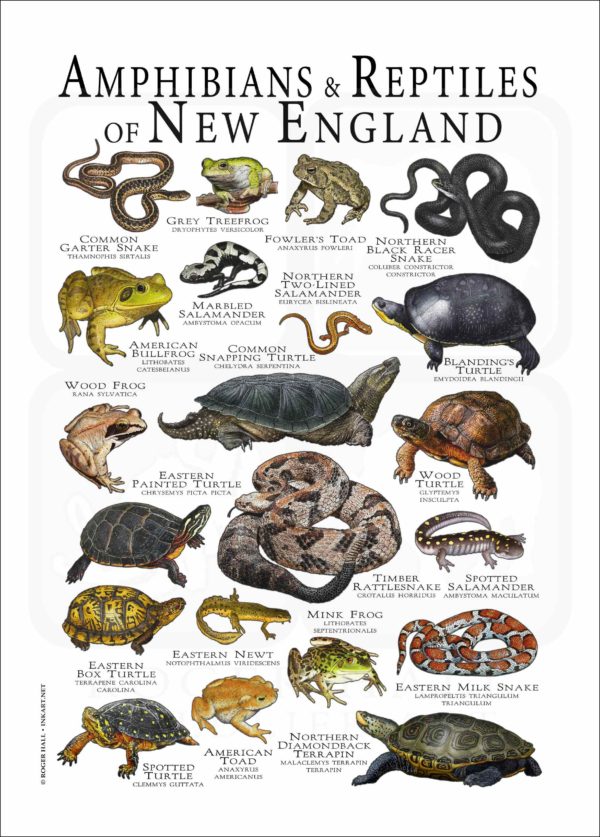 Amphibians & Reptiles of New England