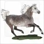 Arabian Horse illustration