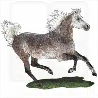 Arabian Horse illustration
