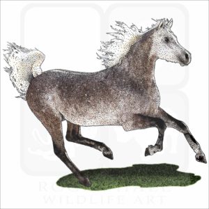 Arabian Horse illustration