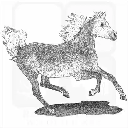 Arabian Horse