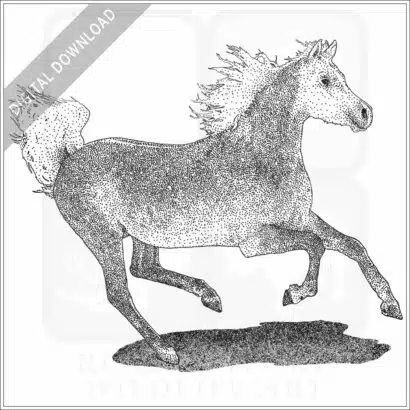 Arabian Horse