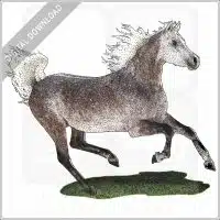 Arabian Horse stock image