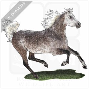 Arabian Horse stock image