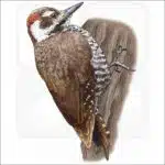 Arizona Woodpecker illustration