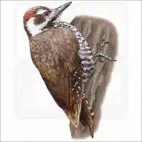 Arizona Woodpecker illustration