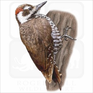Arizona Woodpecker illustration