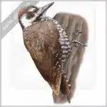 Arizona Woodpecker stock image