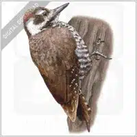 Arizona Woodpecker stock image