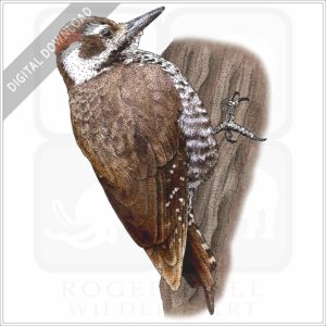 Arizona Woodpecker stock image