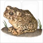 Arroyo Toad illustration