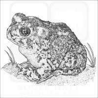Arroyo Toad