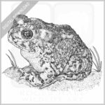 Arroyo Toad