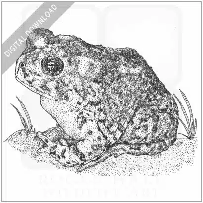 Arroyo Toad