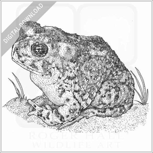 Arroyo Toad