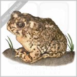 Arroyo Toad stock image
