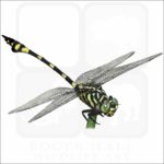 Australian Tiger Dragonfly illustration