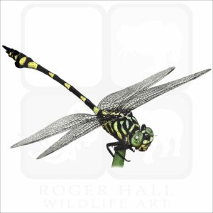 Australian Tiger Dragonfly illustration