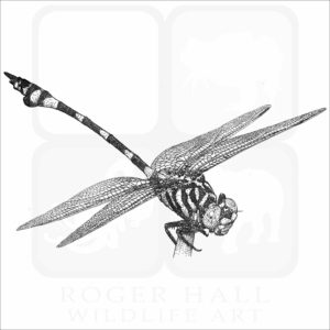 Australian Tiger Dragonfly