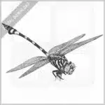 Australian Tiger Dragonfly