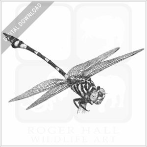 Australian Tiger Dragonfly