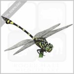 Australian Tiger Dragonfly stock image