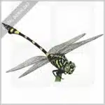 Australian Tiger Dragonfly stock image