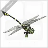 Australian Tiger Dragonfly stock image
